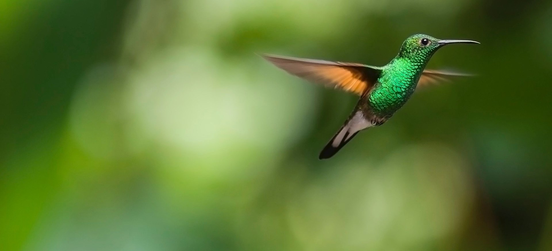 Hummingbird - About SCENE