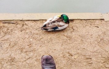 Shoe and a duck